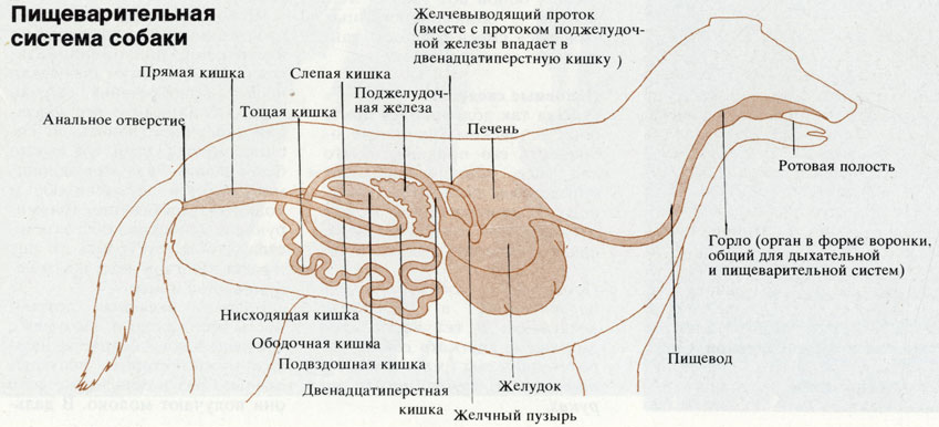 Как правильно кормить собаку