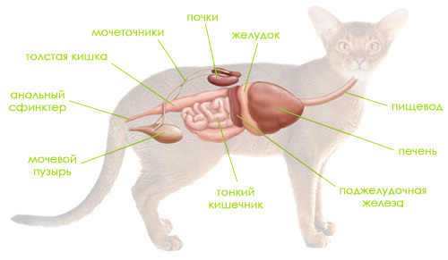 пищеварительная система кошки